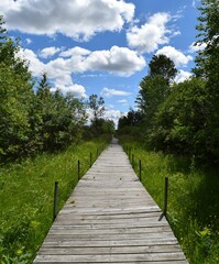 Obraz premium Beautiful shot of a wooden path surrounded with green trees under the blue sky