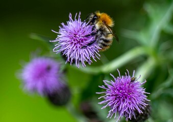 Closeup shot of a bee collecting pollen from a thistle flower in a garden