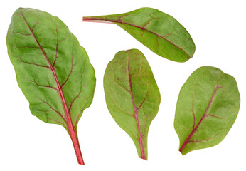 Beet leaves for salad on a white isolated background