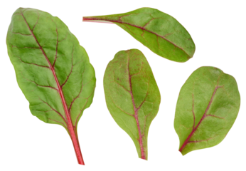Beet leaves for salad on a white isolated background