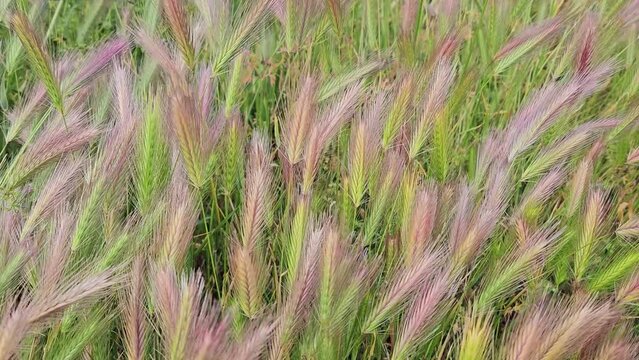 Fresh green ears, spike or spica close up in windy weather