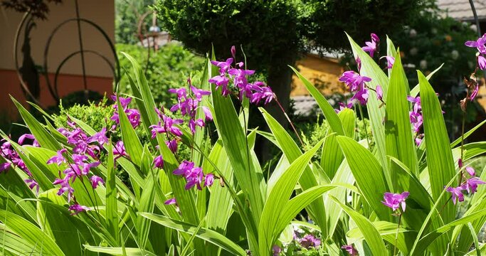 Bletilla striata | Orchid&eacute;e Jacinthe ou orchid&eacute;e terrestre chinoise,  aux fleurs en grappes retombante rose stri&eacute;es de rose-pourpe au dessus d'un feuillage vert p&acirc;le, lanc&eacute;ol&eacute;  en forme de lance 
