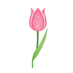 tulips on white background. vector illustration.