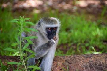 A vervet monkey in a national park in Zimbabwe.