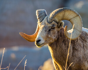 Bighorn sheep (Ovis canadensis) ram in Badlands National Park 
 - obrazy, fototapety, plakaty