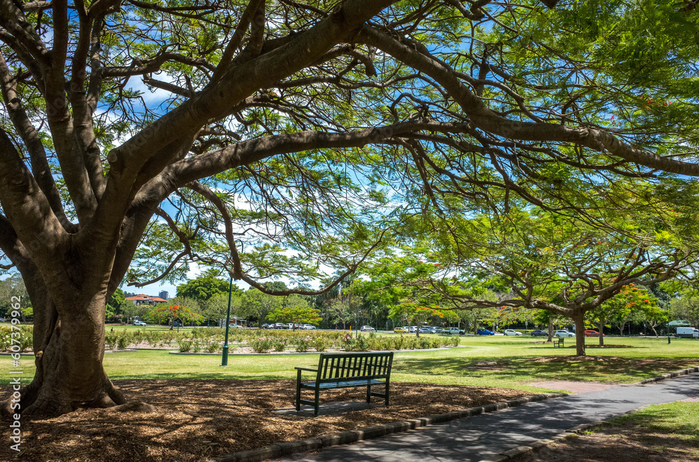 Wall mural beautiful huge old tree and a public sitting bench in large open space on a summer day in new farm p