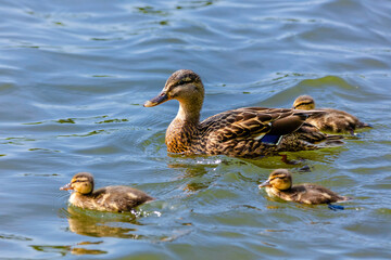 wild duck swimming in lake. water birds in park