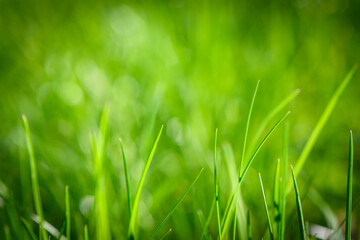 spring green grass on the lawn as a background 10