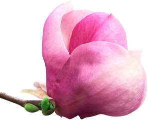 różowy kwiat magnolii wycięty z tła - obrazy, fototapety, plakaty