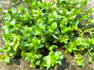 lettuce growing in the garden