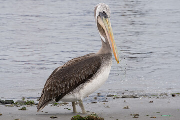 Peruvian Pelican has his beak stuck in a fishnet, Paracas, Peru.