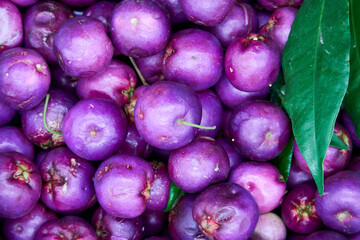 Close up of the ripe purple berries of Lilly Pilly, Syzygium smithii, a plant used for bush tucker