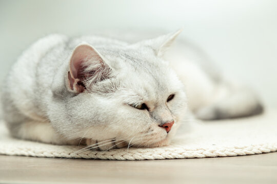 Beautiful silver british shorthair cat sleeps on a bedding.