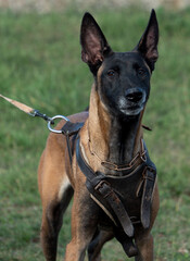 Dog competition exhibition pedigree