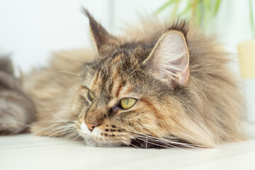 Cute furry Maine Coon cat with yellow green eyes and long beige brown fur. Close up profile...
