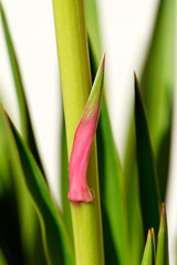 Aloe vera en gros plan