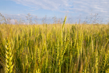 Wheat ears in the field. Summer landscape. Blurred background.
