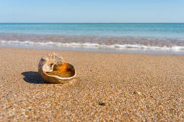 seashell on the beach