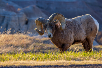 Bighorn sheep (Ovis canadensis) ram in Badlands National Park 
