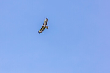 Birds of prey - Common buzzard flying, hawk bird