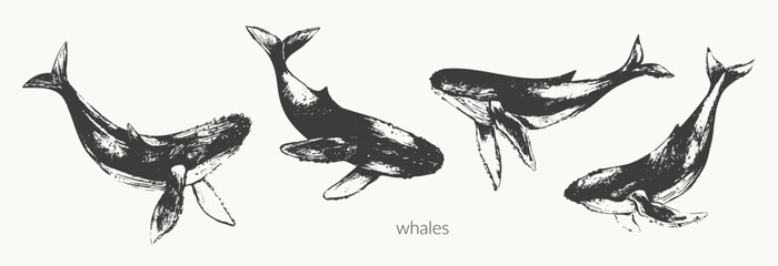 Hand drawn humpback whale illustration.