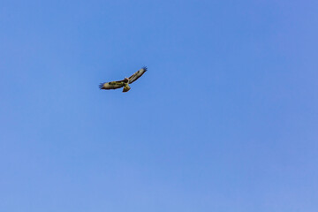 Birds of prey - Common buzzard flying, hawk bird