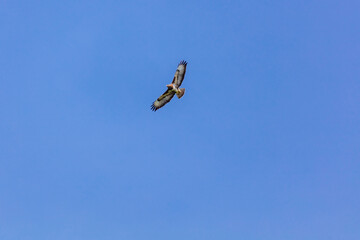 Birds of prey - Common buzzard flying, hawk bird