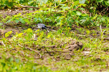 White Wagtail (Motacilla alba) perching in nature