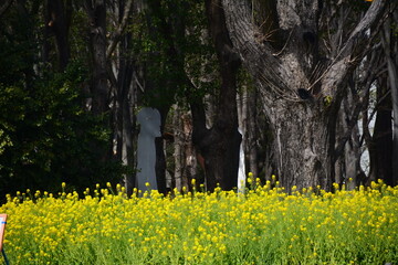 Obraz premium 菜の花