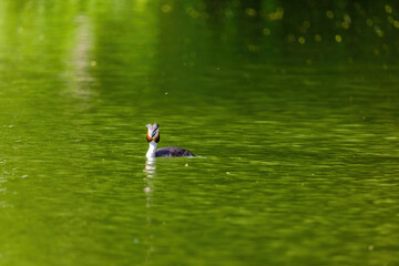 Great crested grebe in its natural habitat swimming in lake
