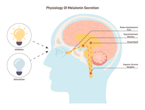 Melatonin secretion mechanism. Human circadian rhythm and sleep-wake