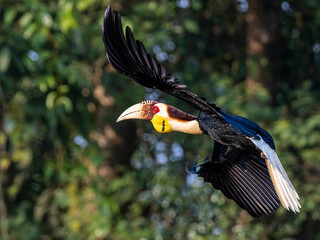 Nature's Masterpiece: Stunning Wreathed Hornbill Spreading its Wings - The Ultimate Search for Wildlife Photography on Adobe Stock