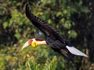 Iconic Majesty: Captivating Wreathed Hornbill in Flight - Awe-Inspiring Wildlife Photography on Adobe Stock