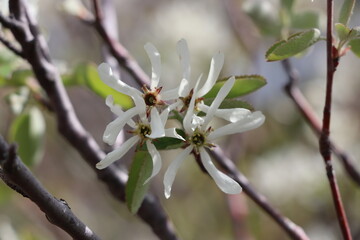 Amelanchier ovalis : Amélanchier à feuilles ovales