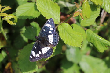 Limenitis reducta - Sylvain azuré