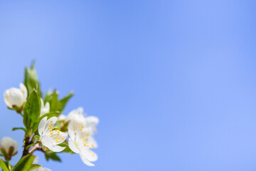 spring flowering cherry branches against the sky 10