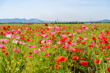 道の駅 笠岡ベイファームのポピー畑の風景