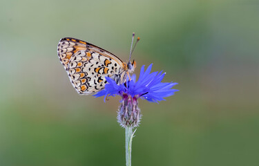 Algerian Iparkhan butterfly (Melitaea ornata) on plant