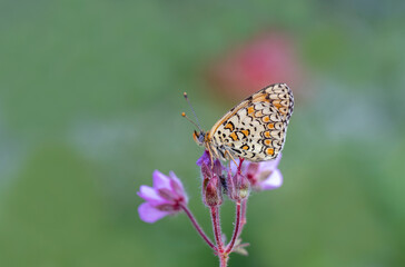 Algerian Iparkhan butterfly (Melitaea ornata) on plant