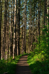 Obraz premium Forest hiking trail summer activity copy space backgrounds, vertical image