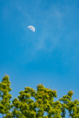 Half moon during day on blue clouds composed with green tree crown vertical image copy space graphic resources 