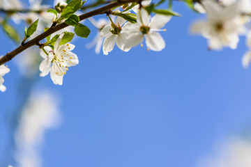 spring flowering cherry branches against the sky 4