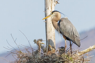 Great Blue Heron and Babies in the Nest - 607392767