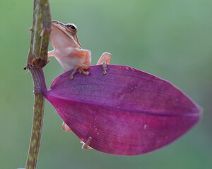 Frog on a leaf