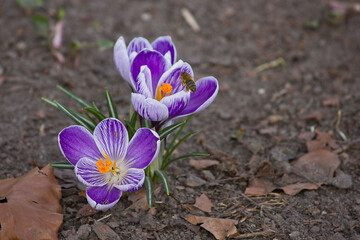 Two purple crocuses and a bee taking nectar