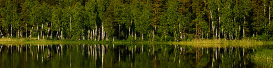 coastal birches with white trunks and lush foliage are reflected on the water surface of the lake. panoramic widescreen spring-summer serene landscape