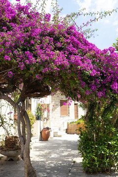 Pink tree