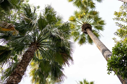palm trees