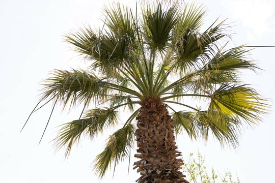 palm trees