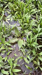 Fototapeta premium Plants in the water